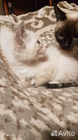 Кошка в дар бесплатно