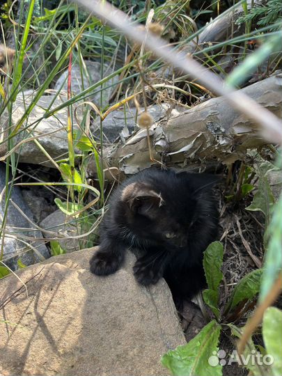 Котята бесплатно