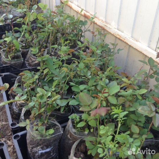 Розы оптом росада