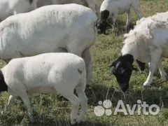 Ярки дорпер, кошкарчики, отьемыши от дорпера