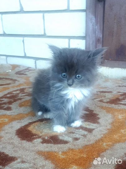 Котята в добрые руки девочка и мальчик