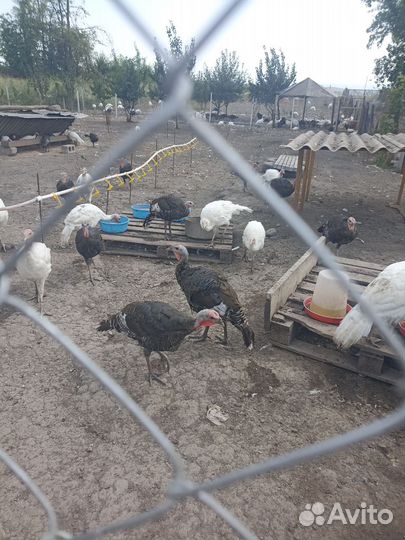 Индюки домашние