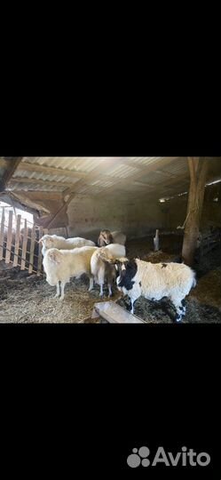 Курдючные бараны