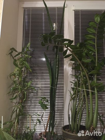 Цветы тёщин язык (Сансивьерия )