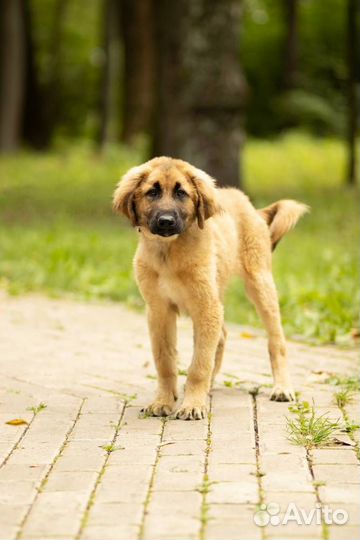 Хотошо/Бурятская собака девочка