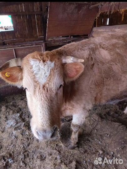 Коровы стельные 2 гирифурда 1 симинтал
