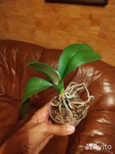 Орхидея Phal. Little Emperor Es