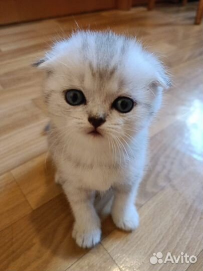 Шотландские котята