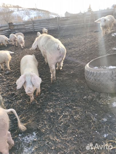 Хряк-производитель