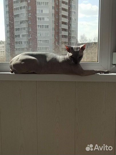 Донской сфинкс вязка кот