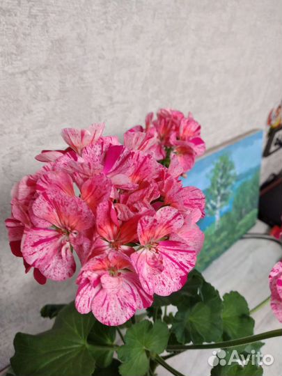 Пеларгония герань