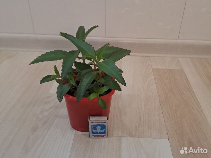 Каланхоэ Дегремона