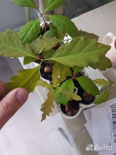 Саженцы канадского красного дуба