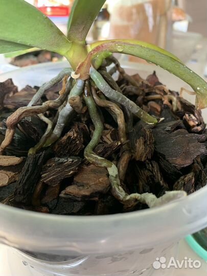 Орхидея фаленопсис