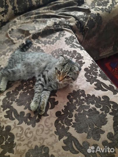 Шотландская вислоухая кошка бесплатно