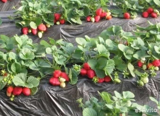 Пленка от сорняков