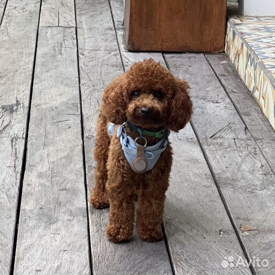 Той-пудель, вязка, мальчик (не продаю)