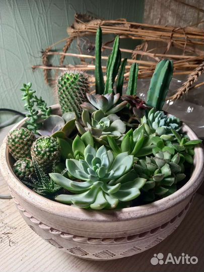 Композиция из суккулентов