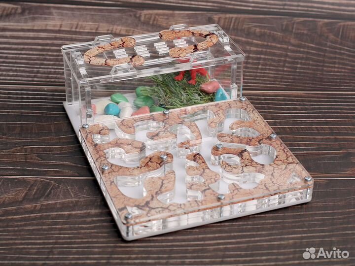 Муравьиная ферма с муравьями в Иваново