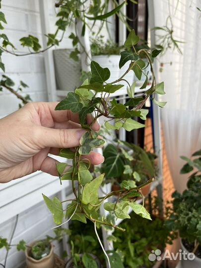 Плющ пестролистный (хедера)