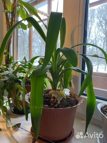 Пальма юкка