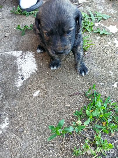 Щенят в добрые руки