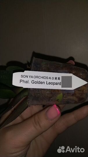 Орхидея фаленопсис Golden Leopard