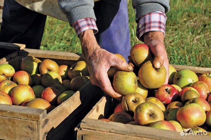 Сборщик яблок на вахту