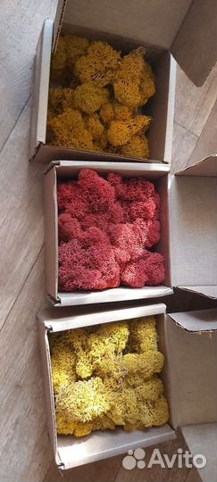 Стабилизированный мох