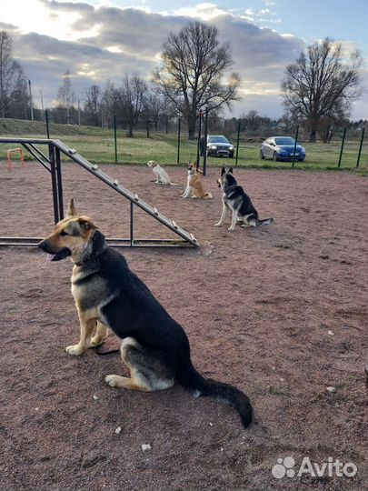 Кинолог с выездом, дрессировка собак всех пород