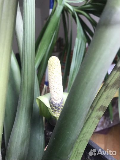 Замиокулькас