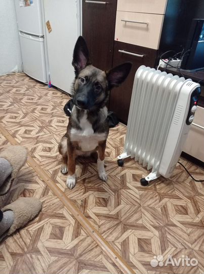 Собака