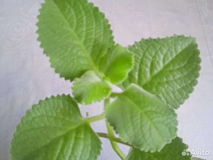 Комнатные растения