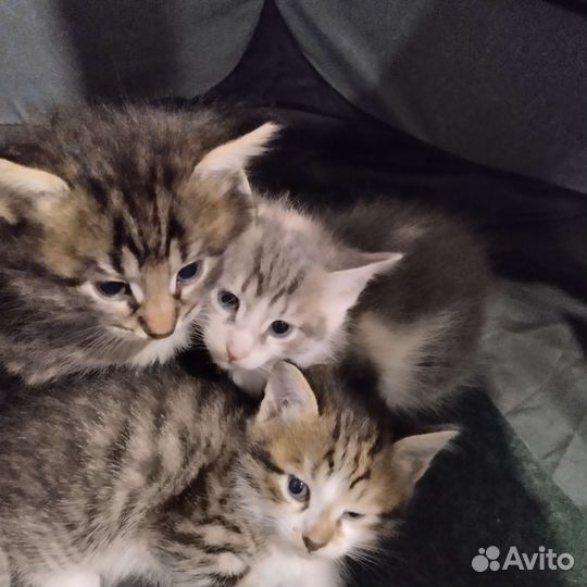 Кошка в дар