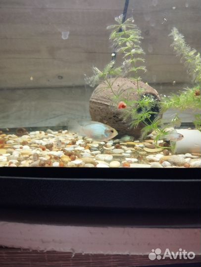 Наннакары- Аквариумные рыбки цихлиды