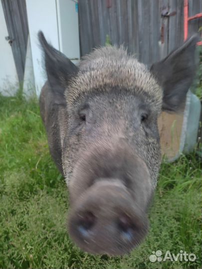 Кабан - дикая свинья