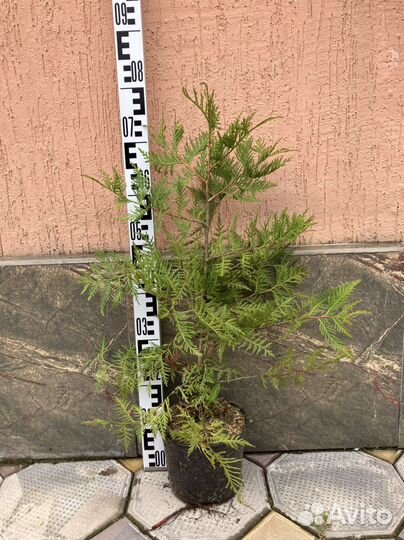 Декоративные растения