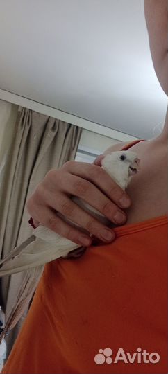 Попугай корелла девочка