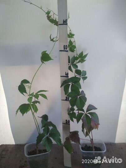 Саженцы плодовых, ягодных и декоративных культур