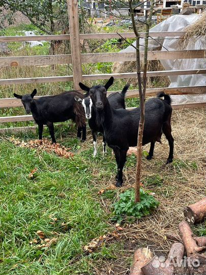 Козы комольные