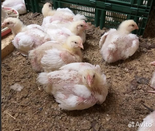 Подрощенный бройлер кобб 500, цветной бройлер