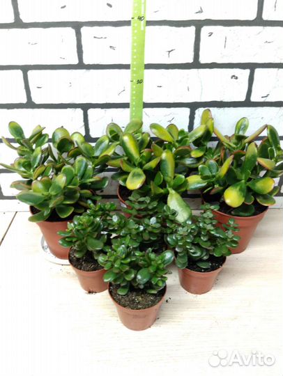 Крассула вариегатная