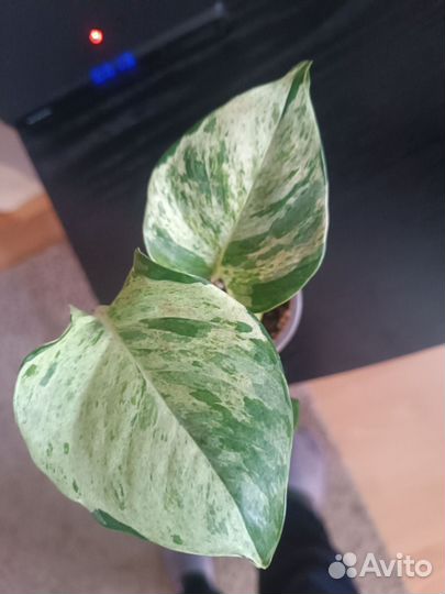 Сциндапсус Хэппи лиф