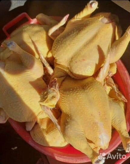 Курица, мясо бройлера, домашняя курица