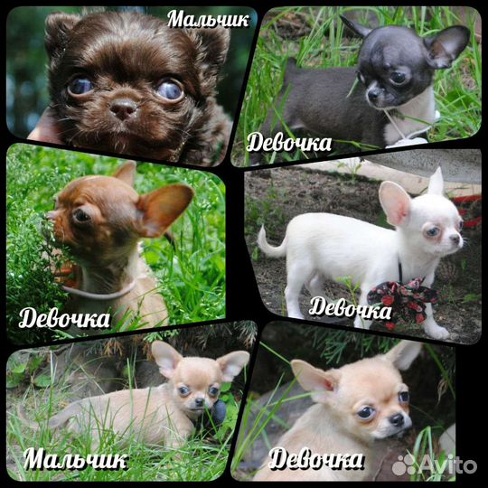 Чихуахуа - наши мальчики и девочки