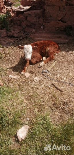 Телёнок телочка грейфорд