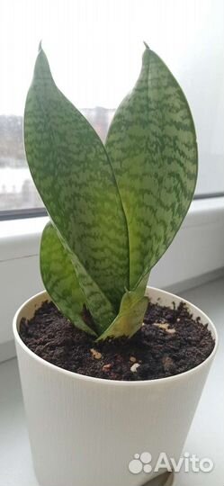 Сансевиерия