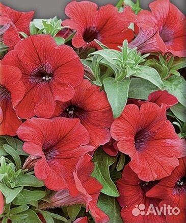 Рассада петунии