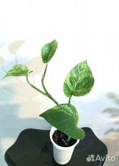 Сциндапсусы и эпипремнумы