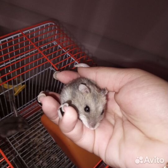 Джунгарский хомяк